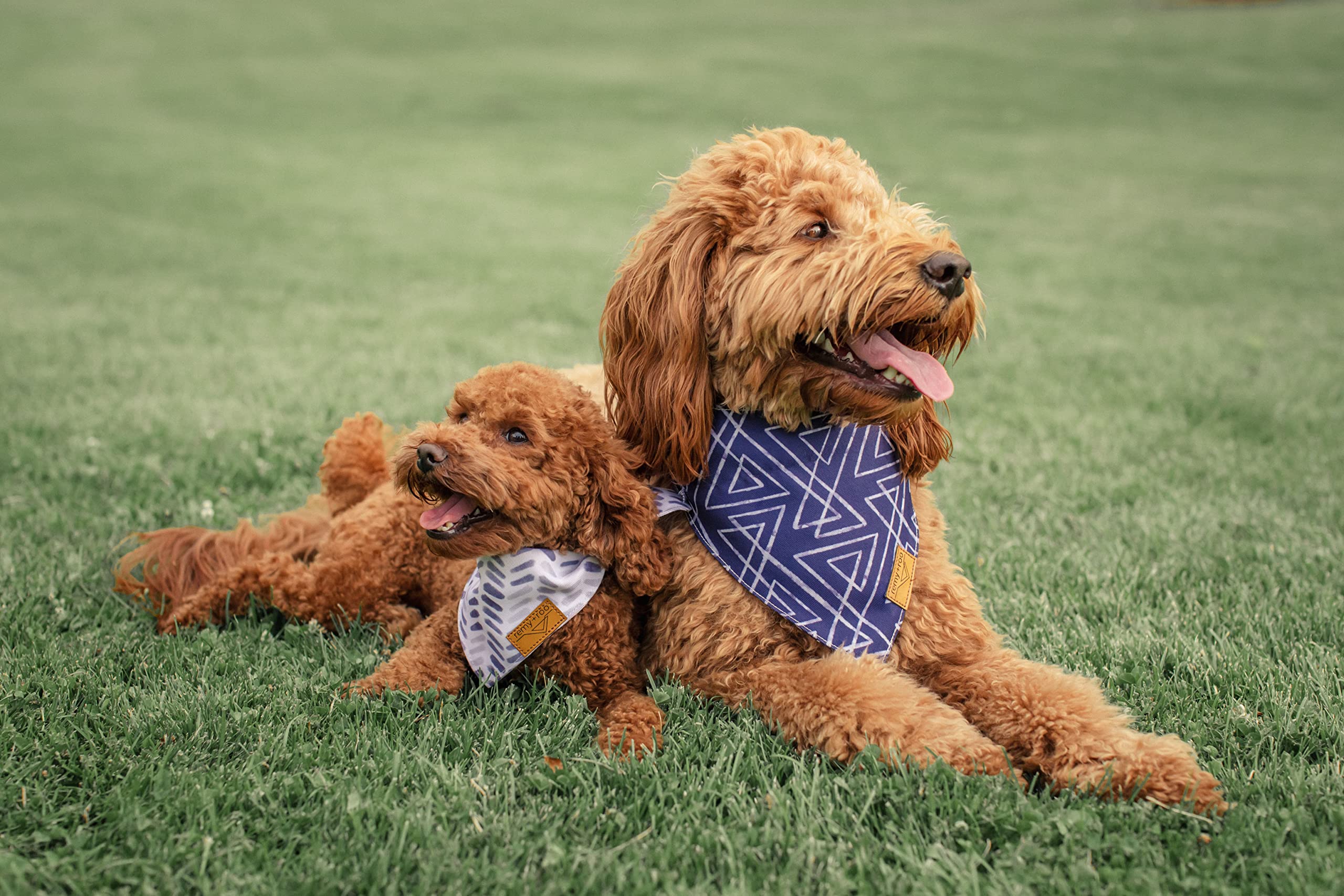 Remy+Roo Lot de 4 bandanas pour chien en tissu durable de qualité supérieure, forme unique, ajustement réglable, plusieurs tailles disponibles (XL)