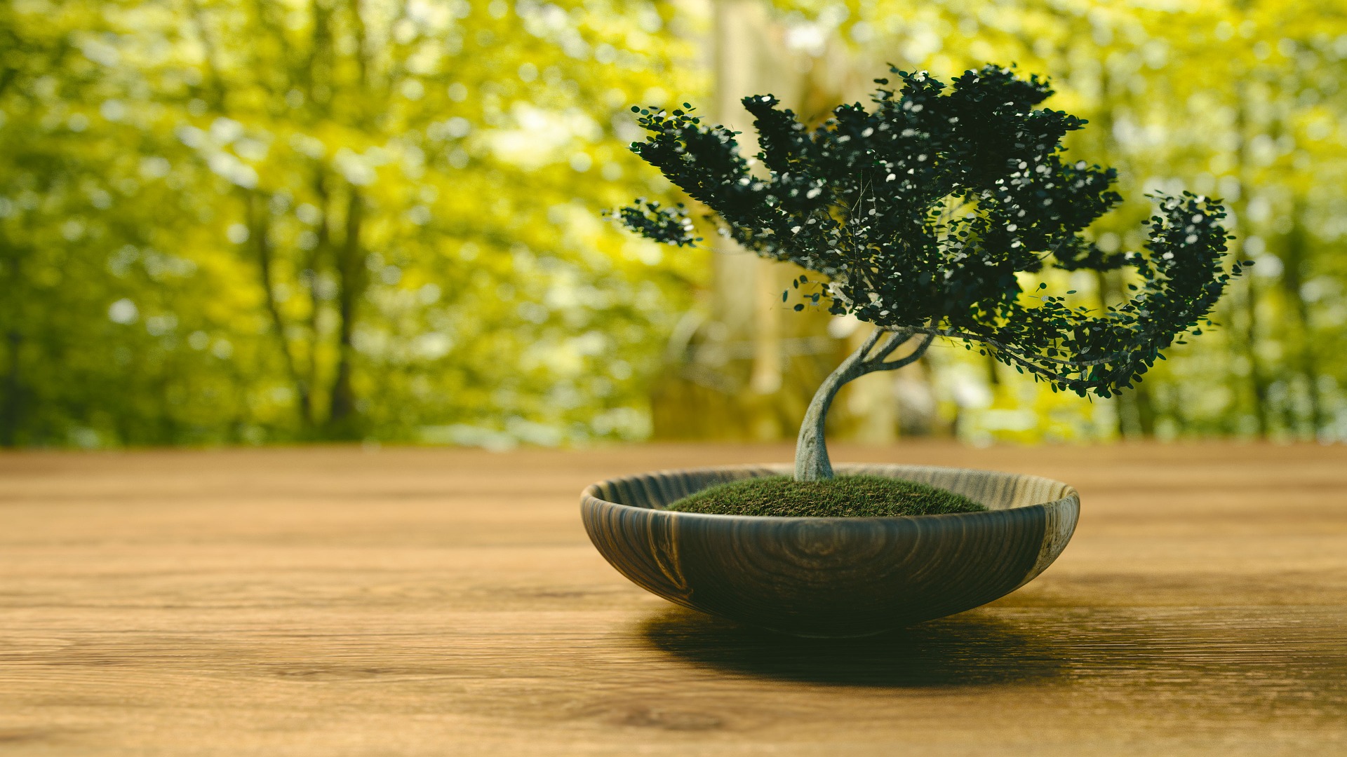 Watch How to grow a Bonsai Tutorial - Bonsai Tree Seed Starter kit on  Amazon Live