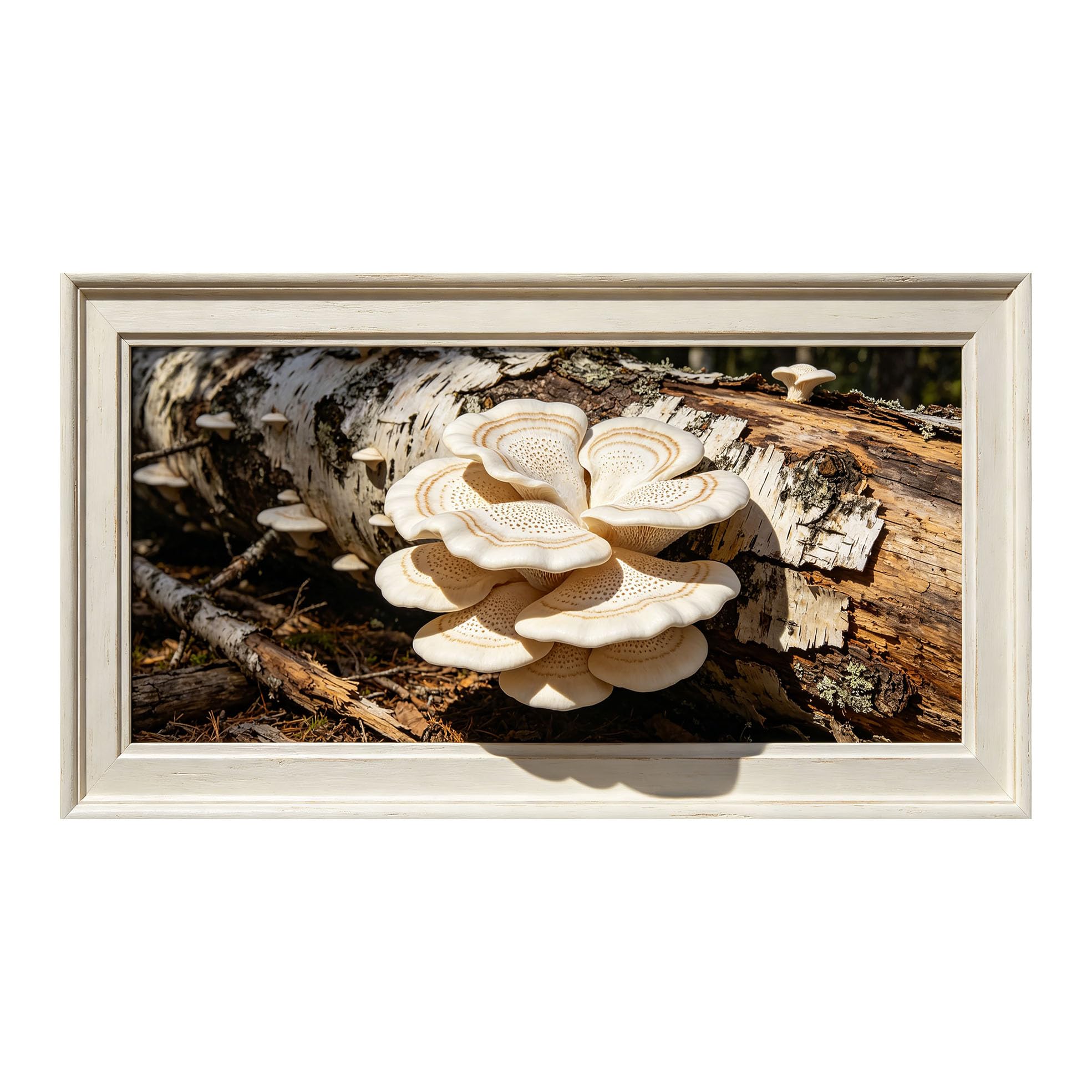 Yzpallescene 3D Framed Wall Art 50cm×100cm White Mushroom Botanical Forest Realistic Large Size SelfAdhesive Removable Wall Decor Prints Artwork for Living Room Bedroom Office