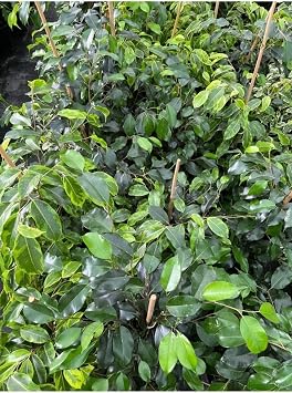 Ficus Benjamin Salon Bitkisi 60-100Cm, 3956489995277