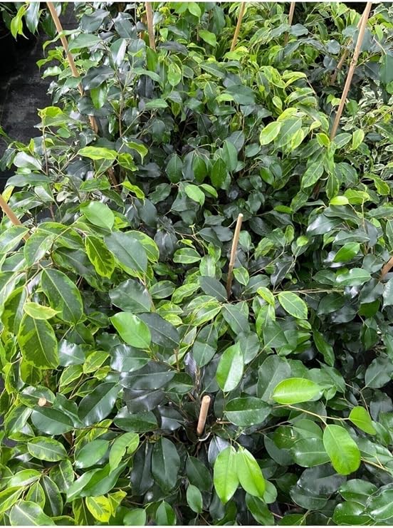 Ficus Benjamin Salon Bitkisi 60-100Cm, 3956489995277