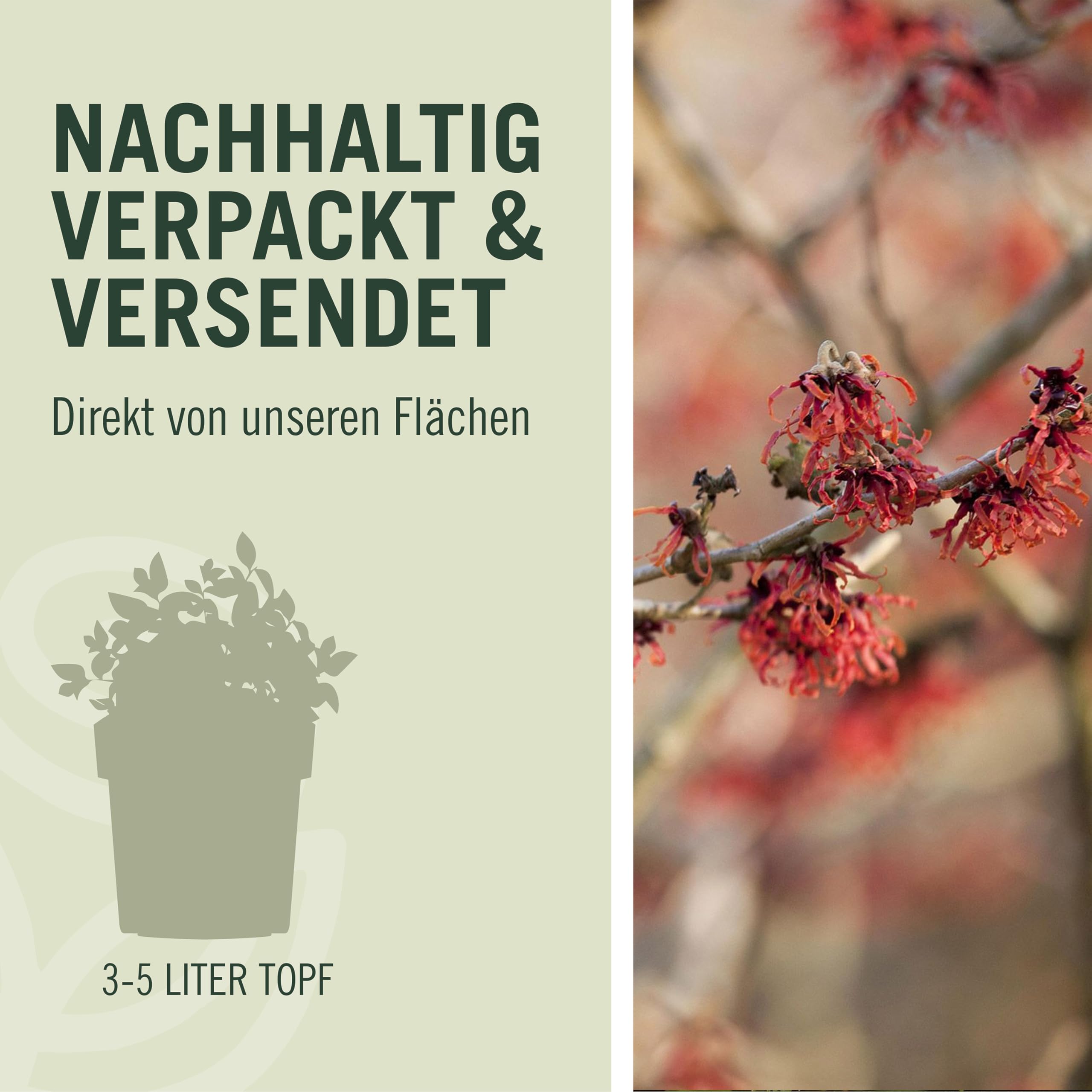 GARTEN SCHLÜTER® Weinrote Zaubernuss Feuerzauber