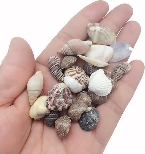 Miniatura 4 de PEPPERLONELY Conchas marinas naturales indias mezcladas, pequeñas, de 1/2 pulgada a 1-1/2 pulgada en tamaños, 8 onzas, aprox. 380 unidades + conchas