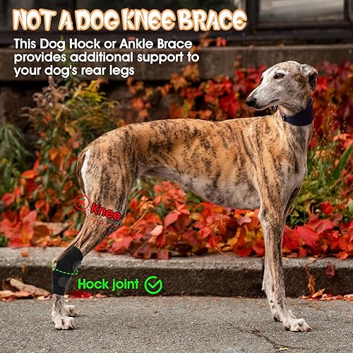 Miniatura 6 de Manga negra para patas de perro, par de soportes delanteros para piernas que protegen las heridas para dejar de lamer, soportes para perros para