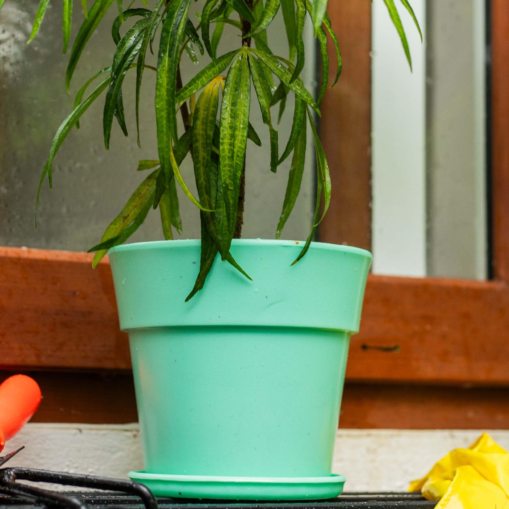 Kraft Seeds by 10CLUB Round Band Plastic Planter with Plate | Indoor Outdoor Pot for Plants | Pot with Plastic Drip Tray | 6 inch | for Home, Garden, Balcony | Pista (B0D97XBT8Z) Amazon Price History, Amazon Price Tracker