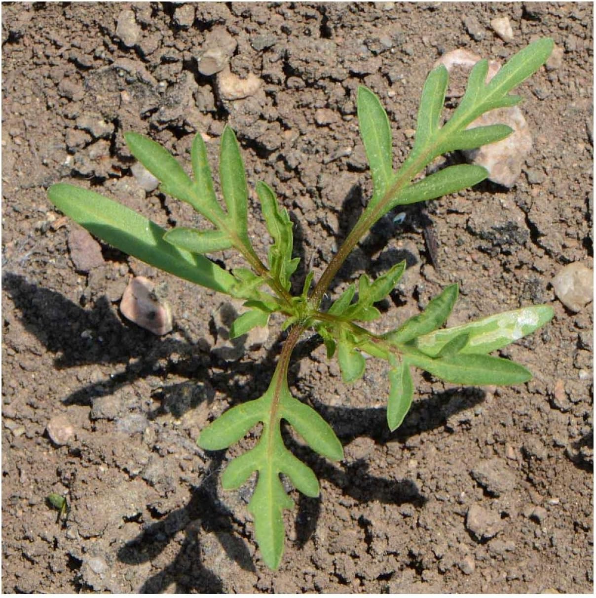 Everwilde Farms - 1 Lb Tall Orange Cosmos Wildflower Seeds - Gold Vault