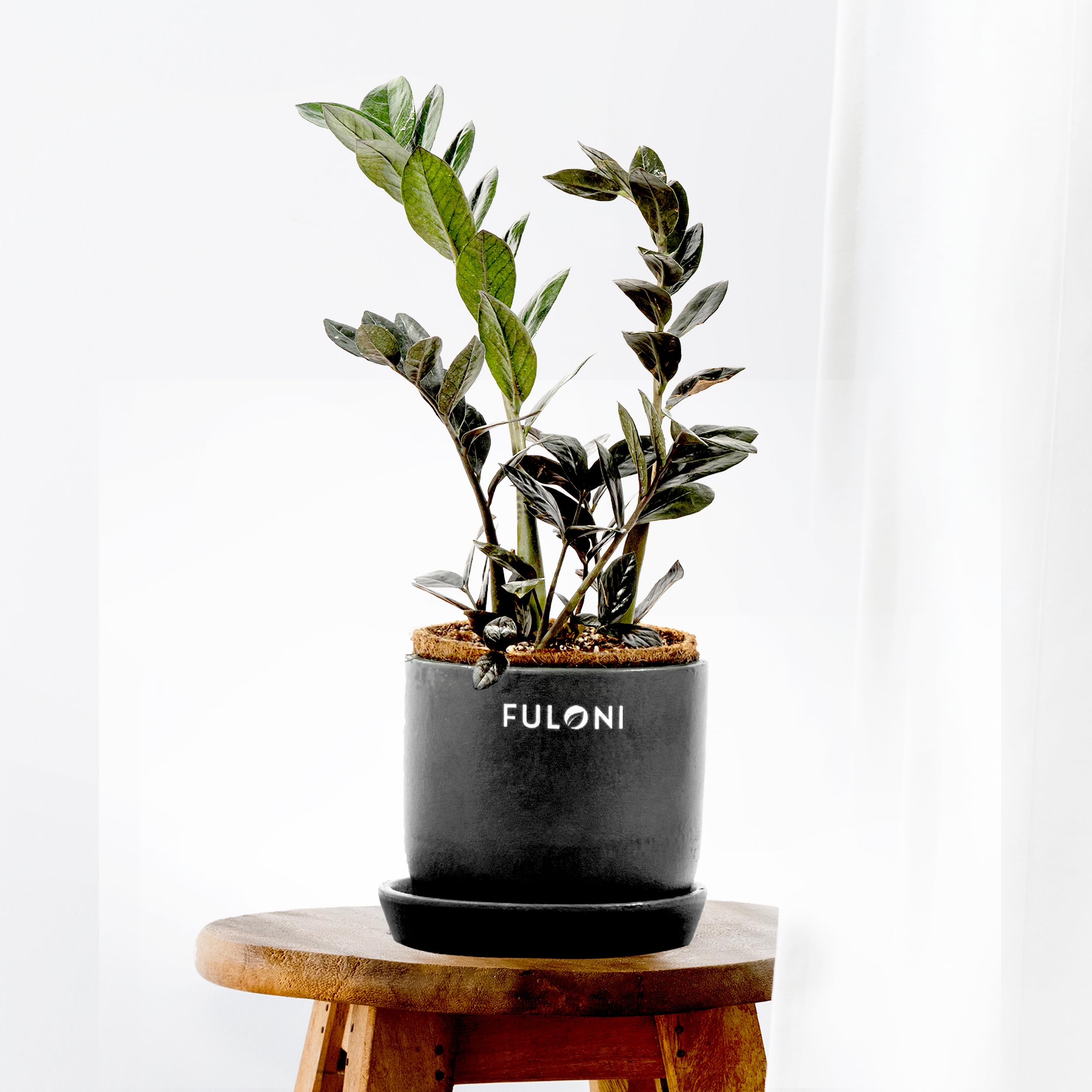 FULONI Black ZZ Plant live in Plantable Pot | Black raven ZZ Plant