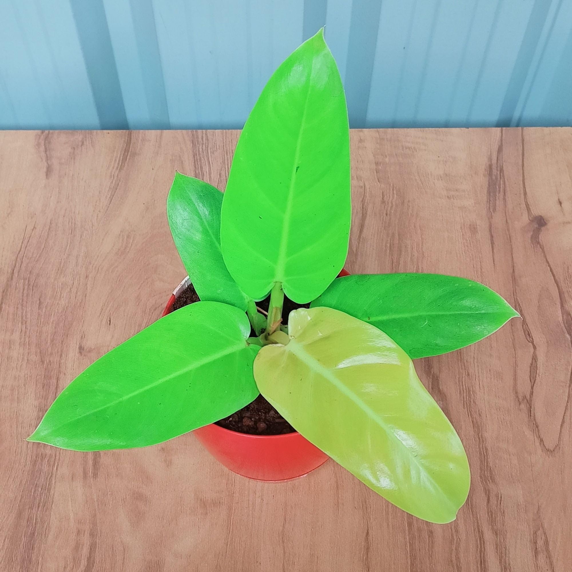 Rolling Nature Live Philodendron Sunshine Plant in Red Self-Watering Plastic Planter with Base Tray 1