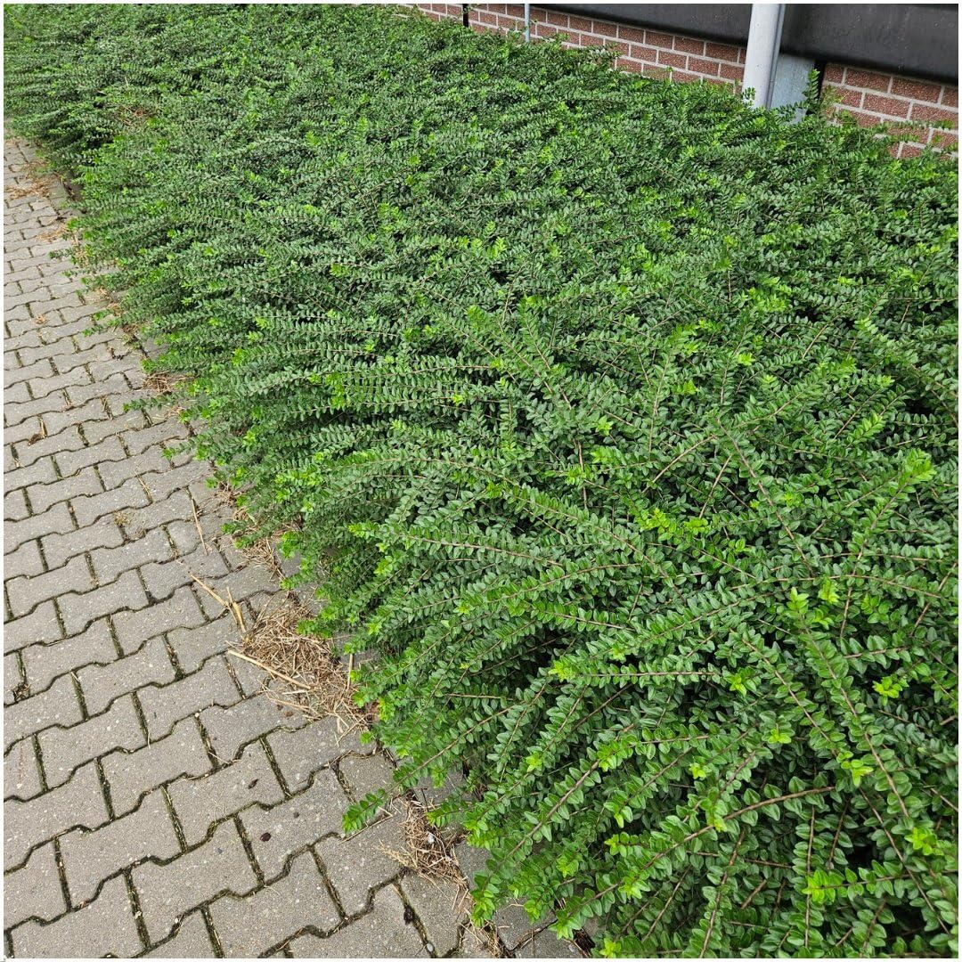 Plants by Frank Lonicera Nitida Maigrün, 60 plantes, Ø 9 cm
