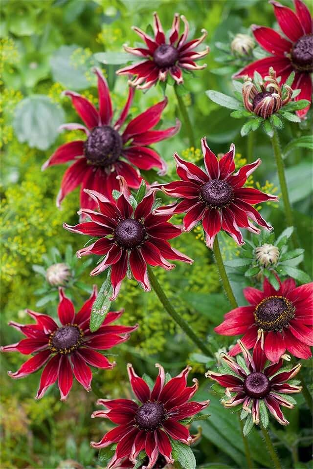 A-Z of Perennials: R is for Rudbeckia Old School Garden Cottage garden, School g