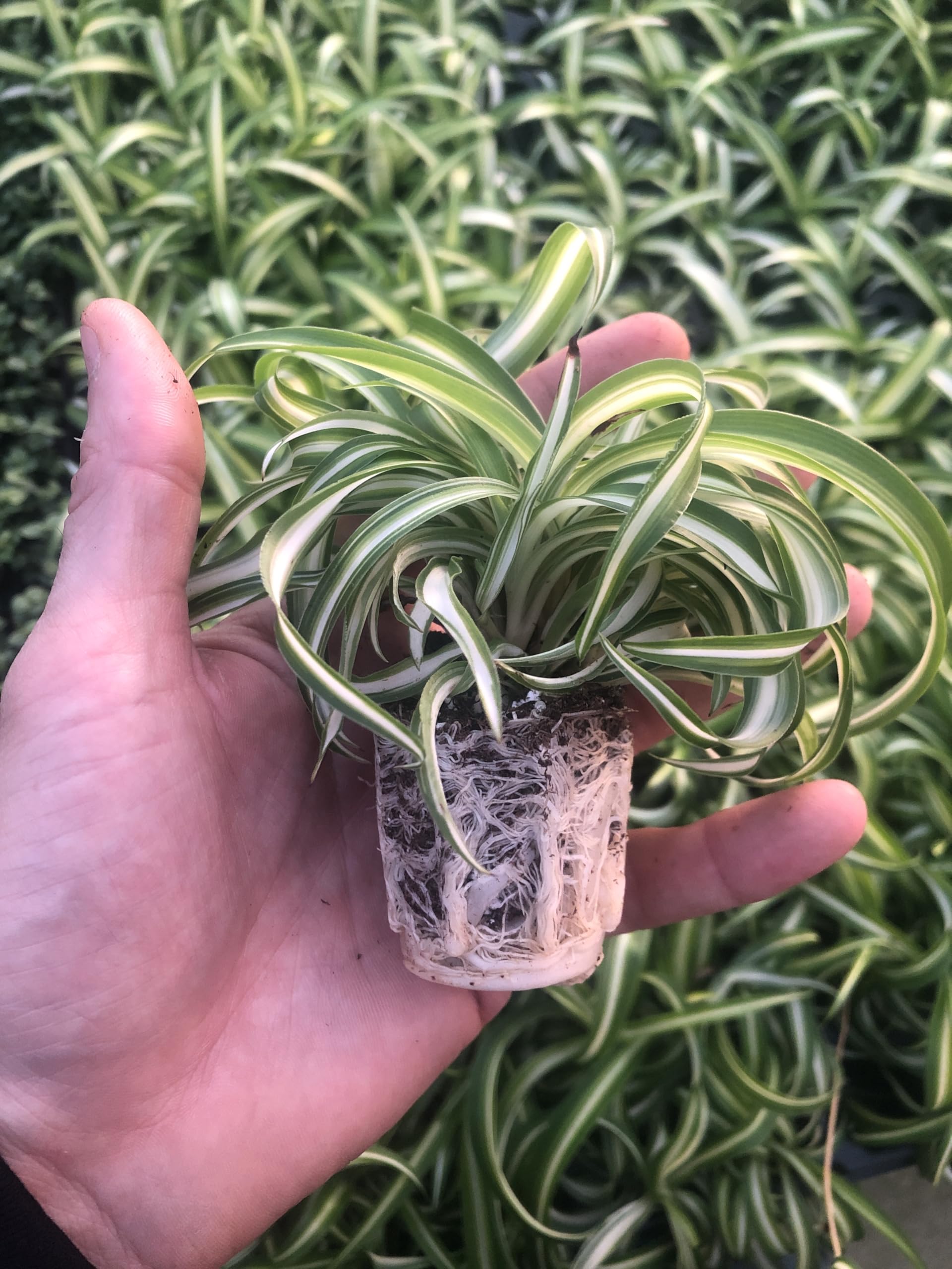 Bonnie Curly Spider Plant 2-Pack