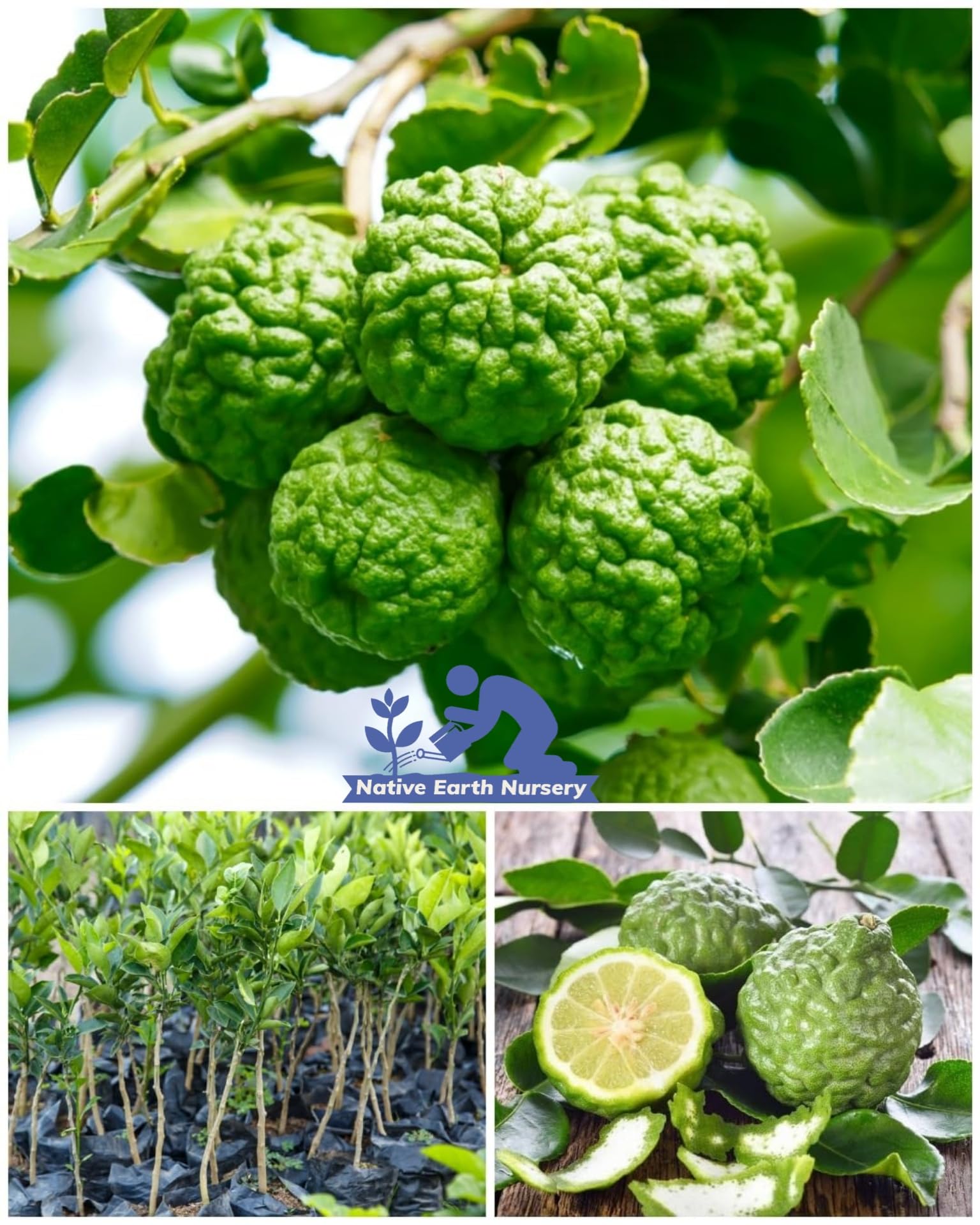 See full amazon price history chart for Native Earth® Rare Thai "Kaffir lemon" Grafted Dwarf Variety All Season Hybrid Makrut Nimboo Plant (1 Healthy Live Plant, Height 60-80cm) With a Growing Bag For Home Garden Native Earth® Rare Thai "Kaffir lemon" Grafted Dwarf Variety All Season Hybrid Makrut Nimboo Plant (1 Healthy Live Plant, Height 60-80cm) With a Growing Bag For Home Garden (B0CLSC6729) Amazon Price History, Amazon Price Tracker