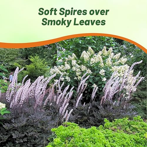 Miniatura 6 de Outsidepride Cimicifuga Ramosa Seeds - 200 unidades. Semillas perennes, resistentes y de bajo mantenimiento, semillas de flores para plantar follaje