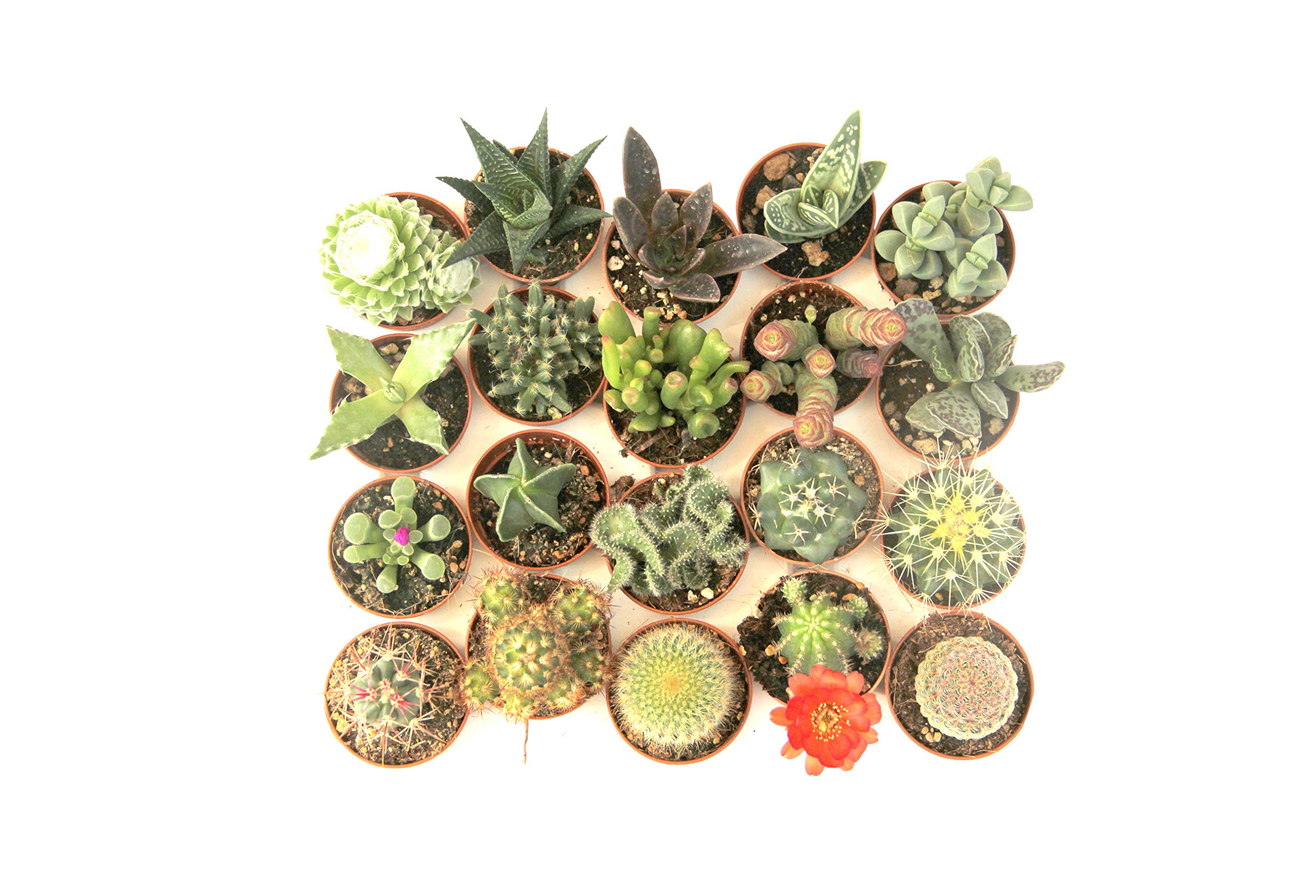 20 cactus y suculentas naturales, raras y coleccionables, con y sin espinas, una diferente de la otra, 5,5 cm. Producción de Viggiano Cactus