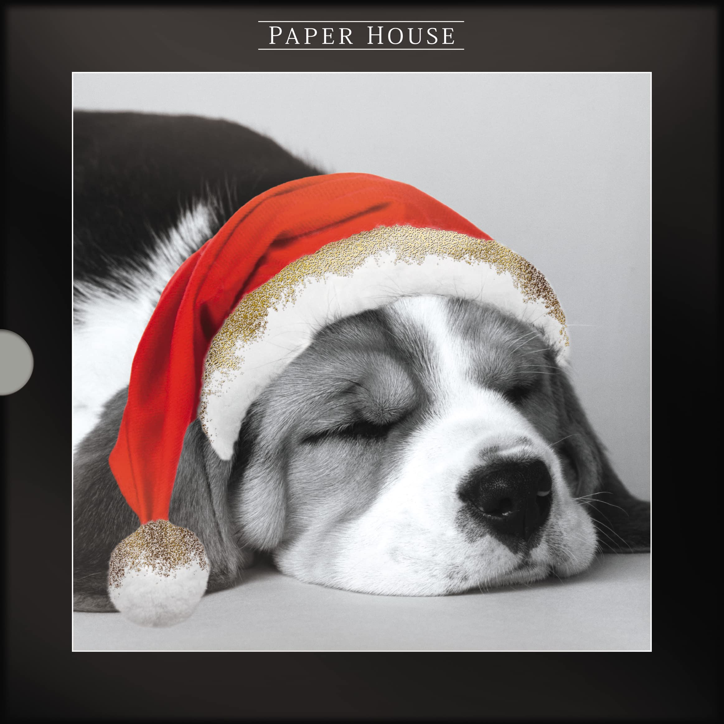 Box of 16 Puppy & Kitten Photographic Christmas Cards In 2 Designs Boxed Xmas XLDB0081, 15cm x 15cm