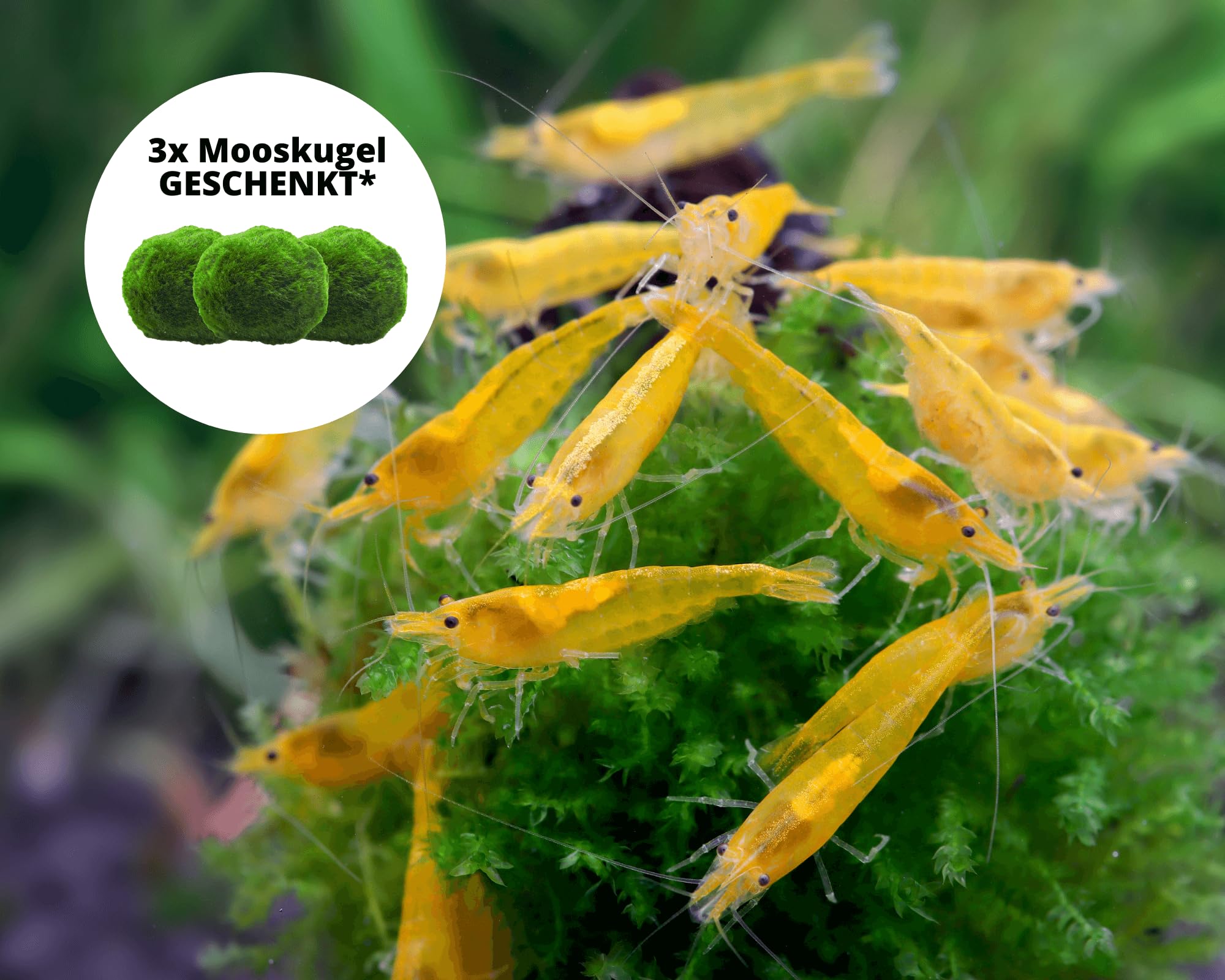 Garnelen 15x Neocaridina Set + 3X Mooskugel - Farbige Ziergarnelen für Leitungswasser - Pflegeleicht & vermehrungsfreudig - Mit Cladophora Algenkugeln als Filter & Versteck im Aquarium