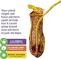 Vista 4 de Planta de jarra St. Gaya - Nepenthes carnívora de Wellspring Gardens - Jarrones únicos, fácil cuidado, planta de interior, impresionante planta