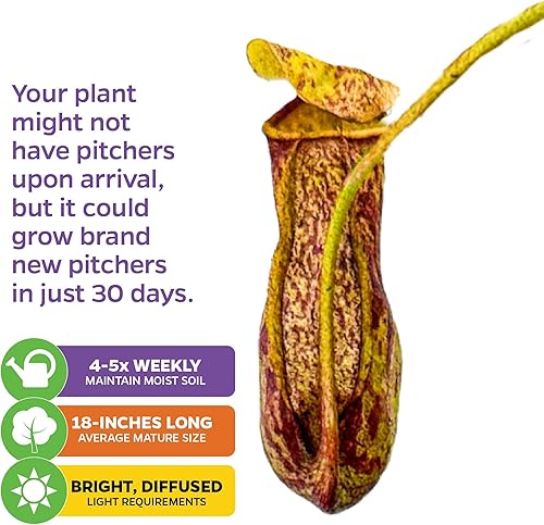 Miniatura 4 de Planta de jarra St. Gaya - Nepenthes carnívora de Wellspring Gardens - Jarrones únicos, fácil cuidado, planta de interior, impresionante planta
