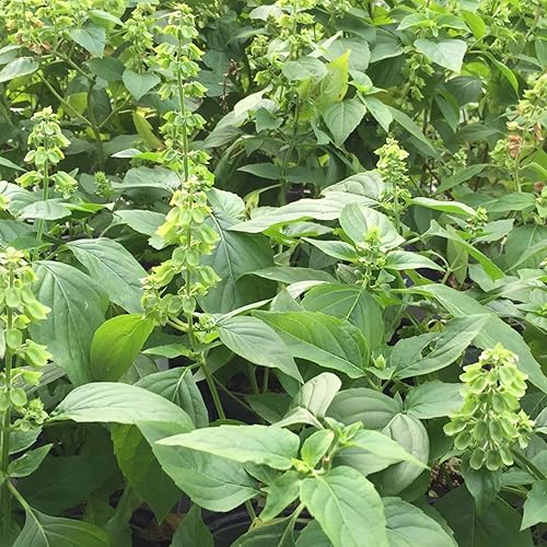 Semillas de albahaca peruana (Ocimum micranthum) Más de 20 semillas en cápsulas de semillas congeladas - Plante semillas ahora o almacenamiento de