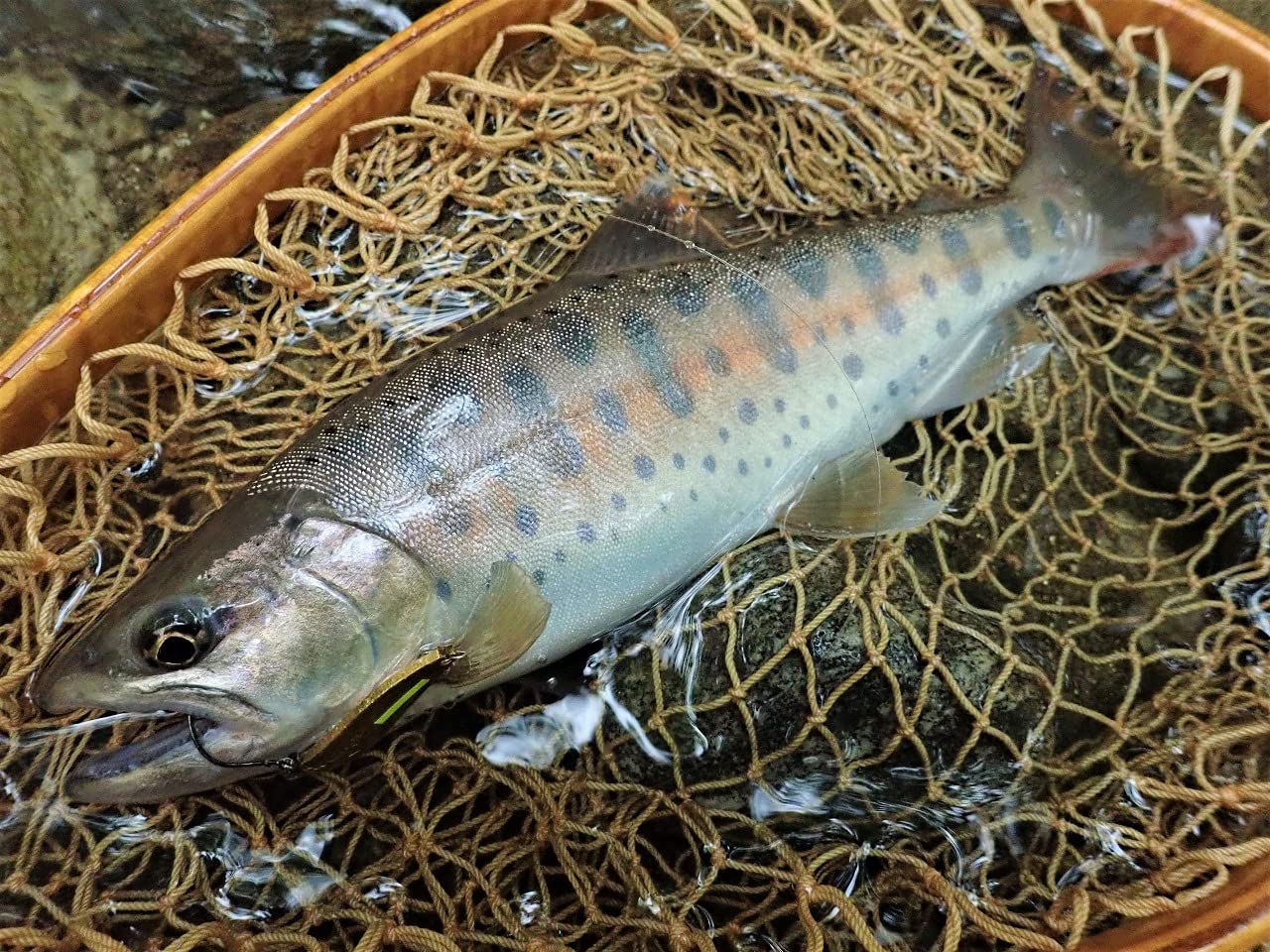 Pazo (Puzz) / TAGIRI Chidori, 0.1 oz (3.0 g), #010 Chart Orange (G), 0.1 oz (3.0 g), CR3.0G-010