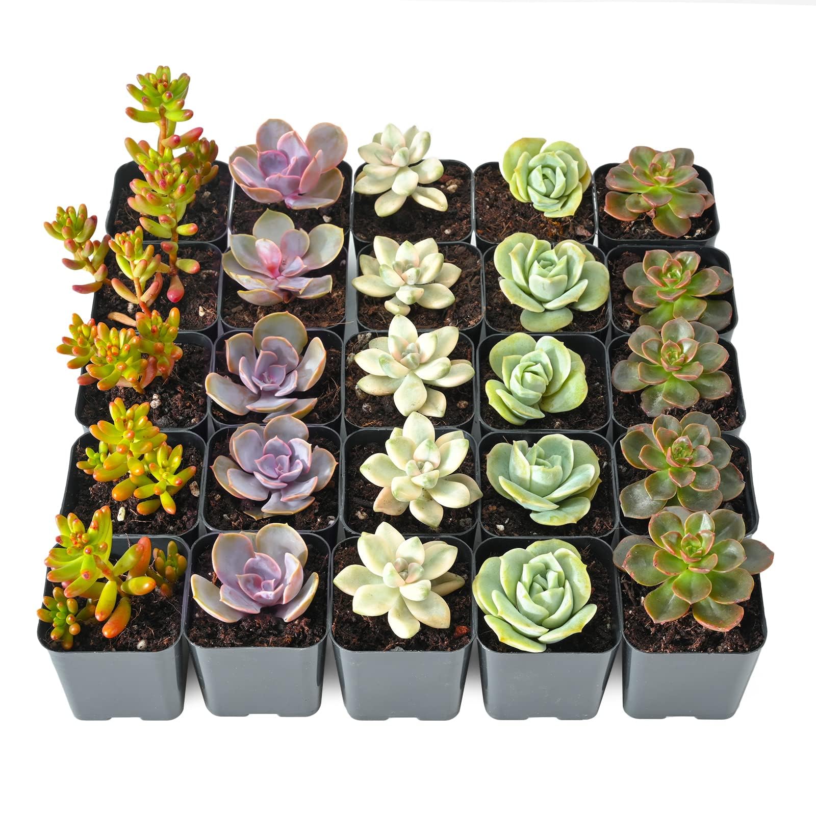 Sprout N Green Live Succulent Plants, 25 Pack Assorted Real Succulents Potted in 2" Starter Pot, Rare Small Plants for Home Garden Outdoor Wedding Decor Party Favor