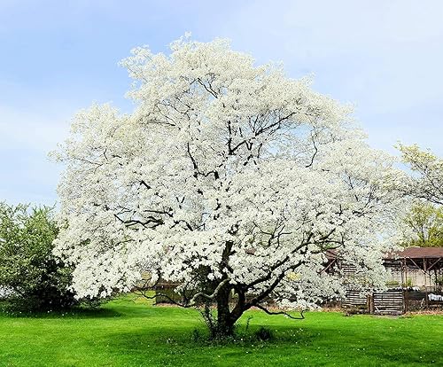 Plántulas de árbol de cornejo con flores blancas para plantar Plántulas de árboles vivos No Ship to California (3 plántulas)