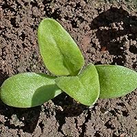 Vista 6 de Seed Needs semillas de Caléndula Pacific Beauty Mix más de 5,000 semillas Calendula Officinalis no modificadas genéticas anuales grandes flores