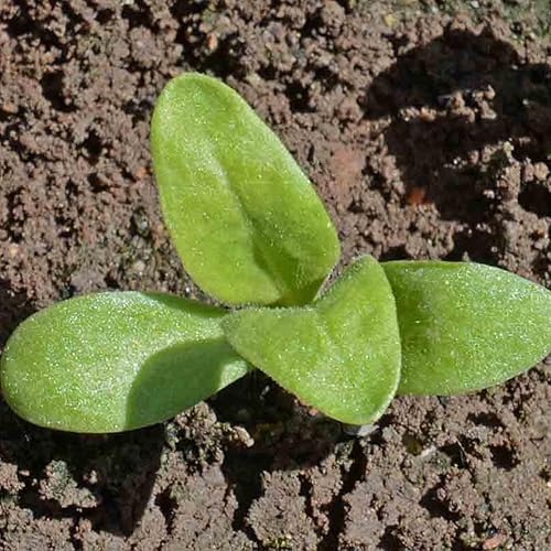 Miniatura 6 de Seed Needs semillas de Caléndula Pacific Beauty Mix más de 5,000 semillas Calendula Officinalis no modificadas genéticas anuales grandes flores