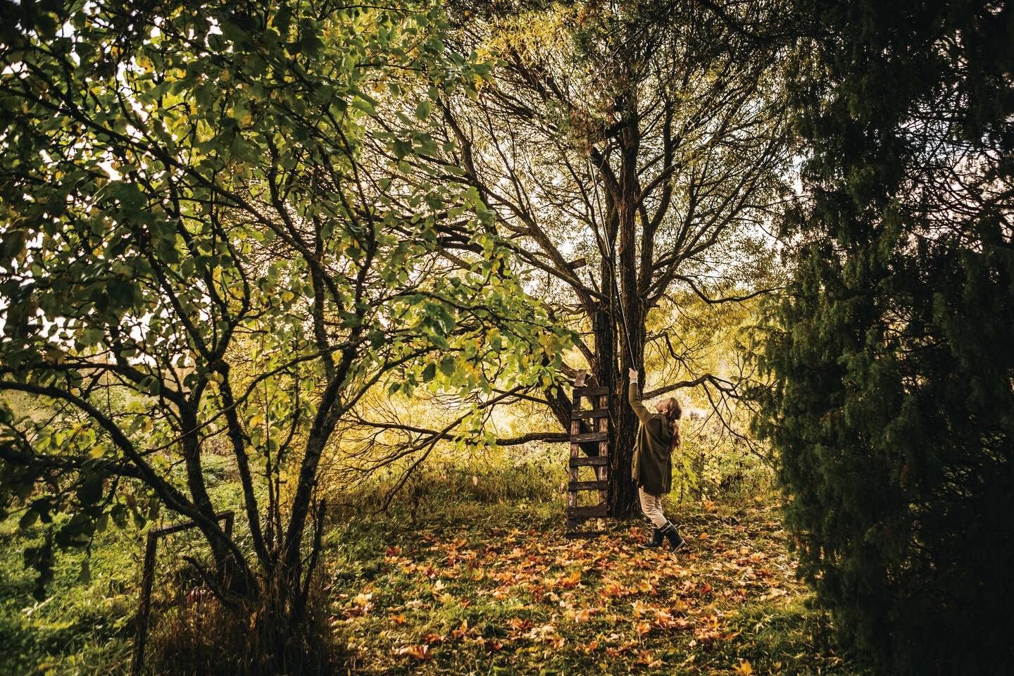 User operating Fiskars UPX86 saw attachment on a tree branch