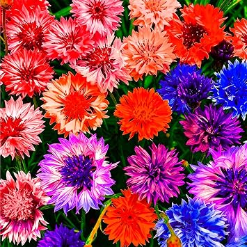 1007+ Cornflower Seeds Mix for Planting, Dwarf Cornflower Seeds Perennial, Corn Flower Seed Non-GMO Heirloom Plant Seed Garden Outdoor