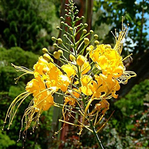 Miniatura 2 de CHUXAY GARDEN 5 semillas de caesalpinia pulcherrima, pájaro amarillo del paraíso, orgullo de Barbados, arbusto floreciente de belleza de flores