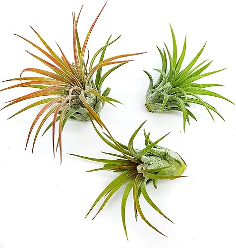 Miniatura 2 de It Blooms Rainforest Grown - Paquete de 3 plantas de aire Ionantha de varios tamaños, Tillandsia viva, de 1 a 3 pulgadas