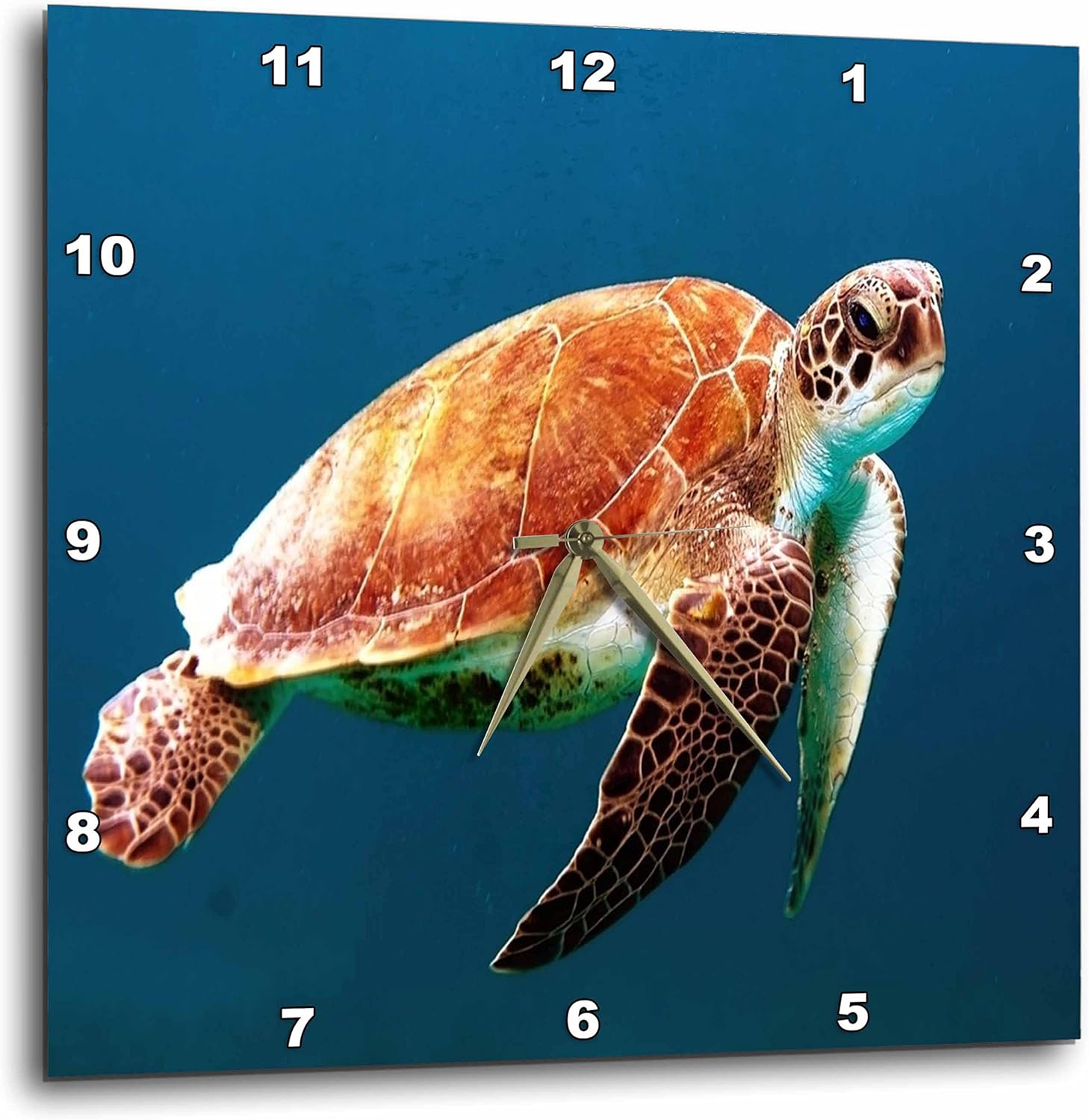 3dRose Image of Close-Up of Large Turtle Underwater Wall Clock, 13x13