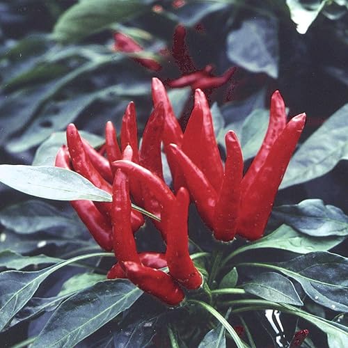 Semillas de pimiento - Caliente - Japonés - Santaka - 1 libra  120000 semillas - Sin OMG, reliquia - Vegetal de jardín asiático