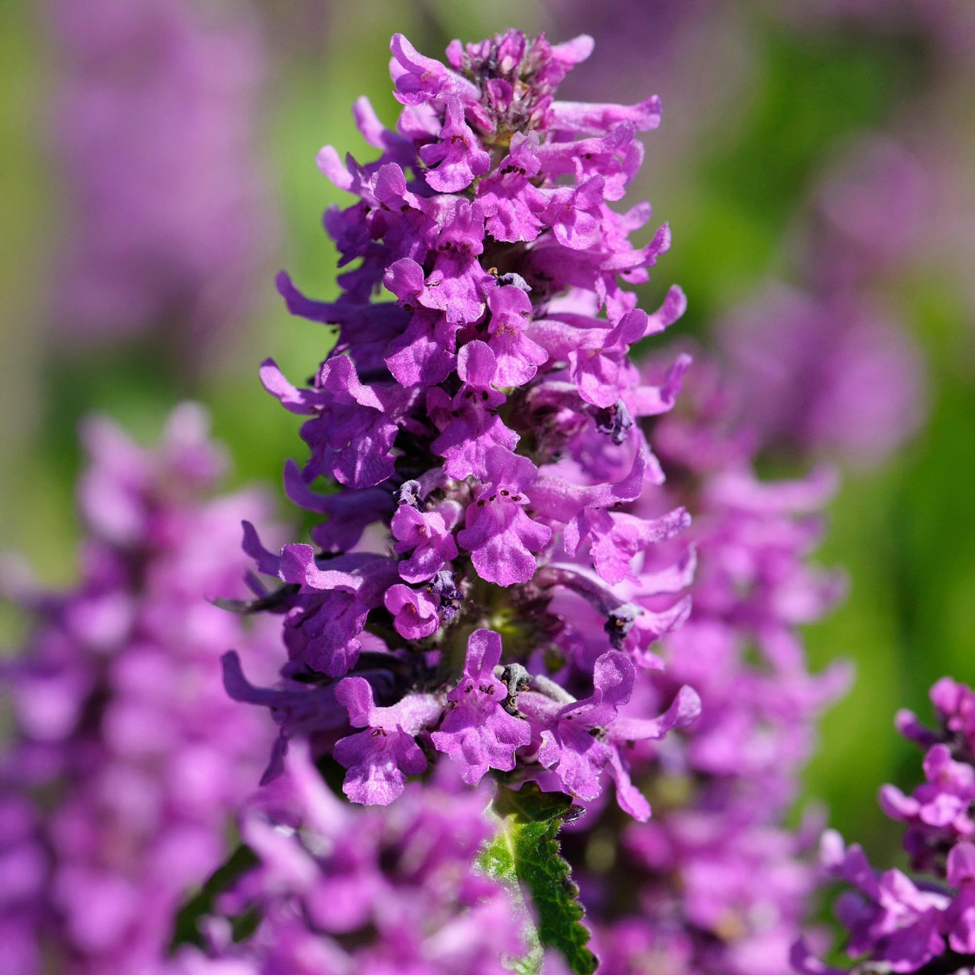 Stachys Hummelo Bettony Plant - Summer Flowering Evergreen Perennial Plants Garden Ready - Hardy Ground Cover Plants Ready to Plant for Borders, Beds, and Pots - Bee Friendly (9cm Pot, 20-30cm)