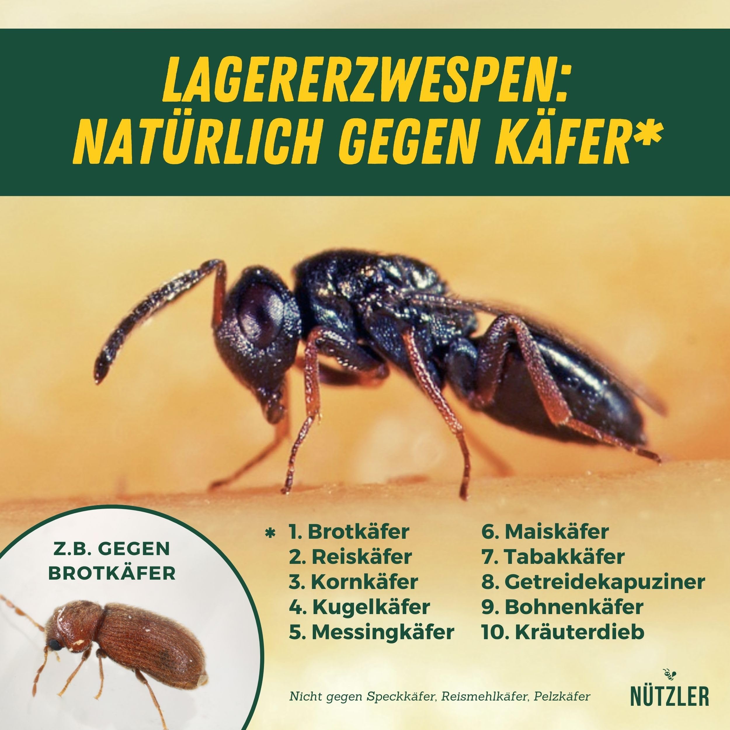 Lagererzwespen - 40 Nützlinge - Gegen Brotkäfer, Kornkäfer, Maiskäfer, Reiskäfer, Getreidekapuziner uvm - Wirkt NICHT gegen Speckkäfer & Reismehlkäfer - Zwei Lagererzwespen Arten (3 Stück)