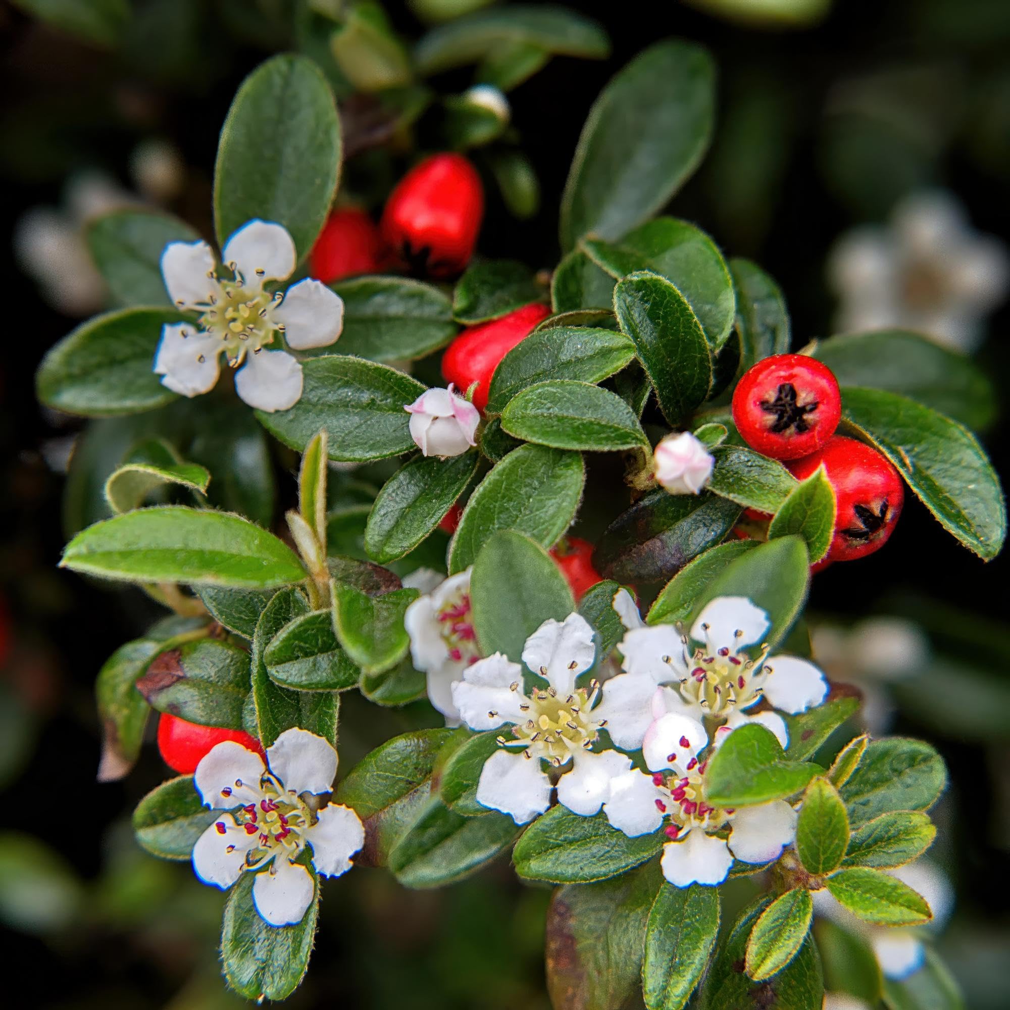 Cotoneaster roślina okrywowa do ogrodu, czerwone jagody, zestaw 60 sztuk, 25 cm, Ø 9 cm