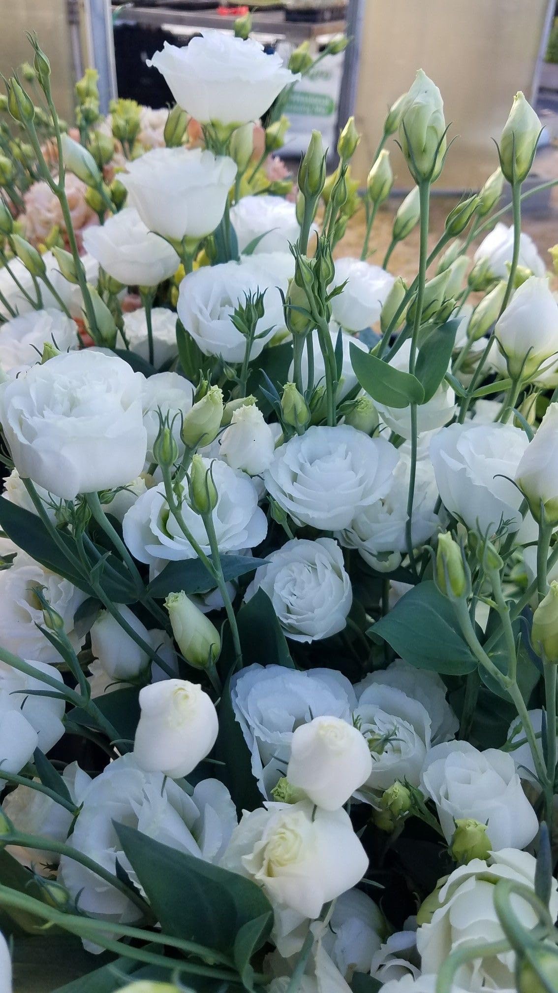 SVG® lisianthus imported flower seeds For Your Home & Garden pack of 40 seeds (OFF WHITE) (B0D4YR9JQY) Amazon Price History, Amazon Price Tracker