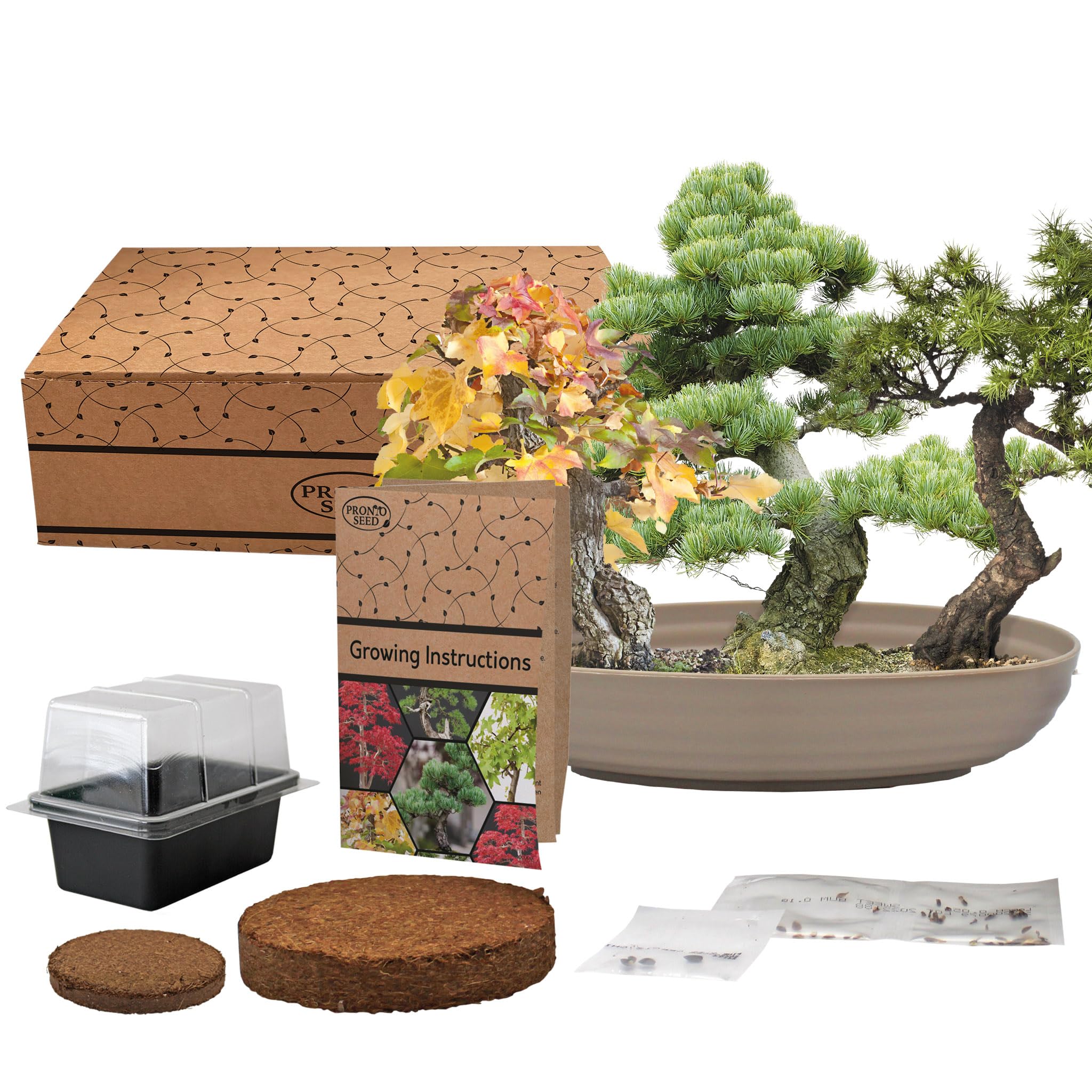 Pronto Seed Bonsai Bowl Starter Kit - Trio