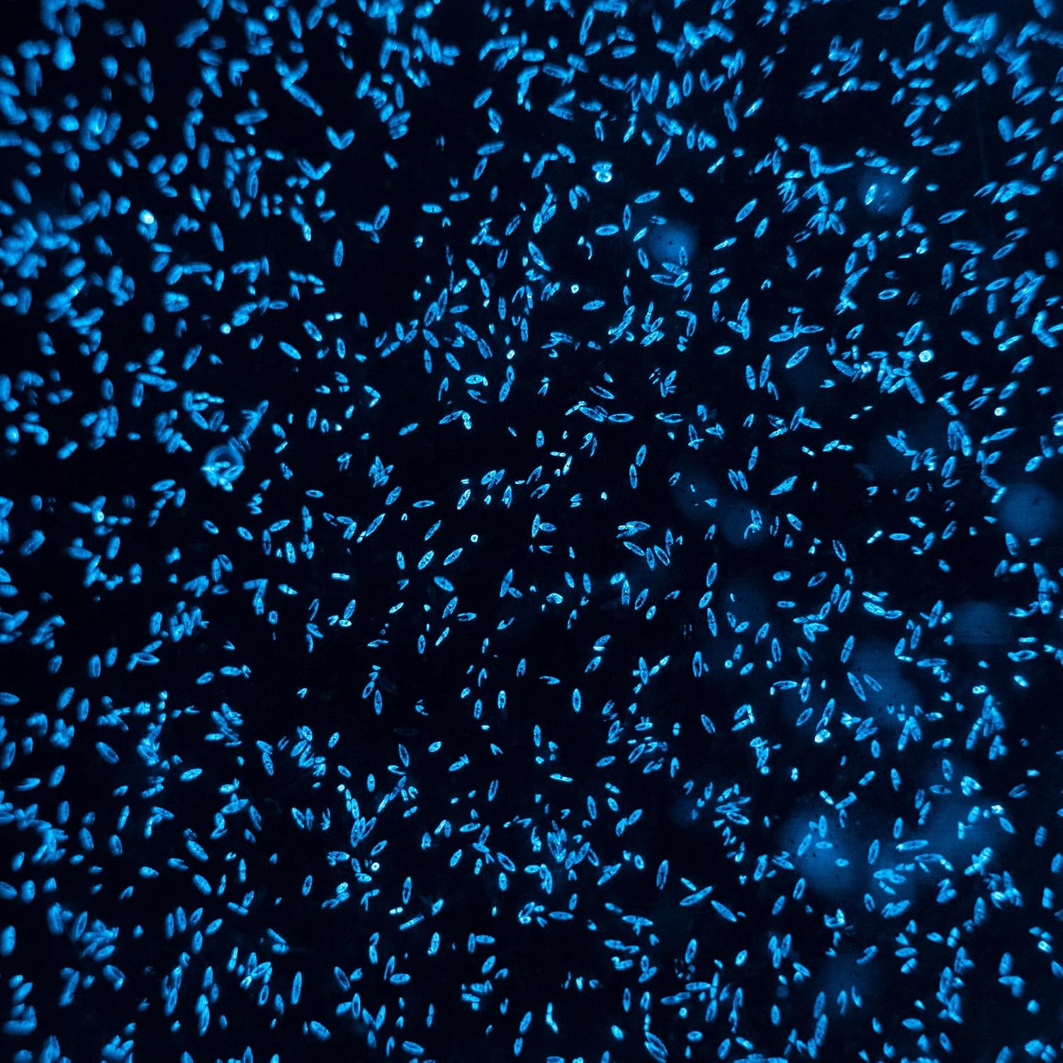 Bioluminescent Dinoflagellates