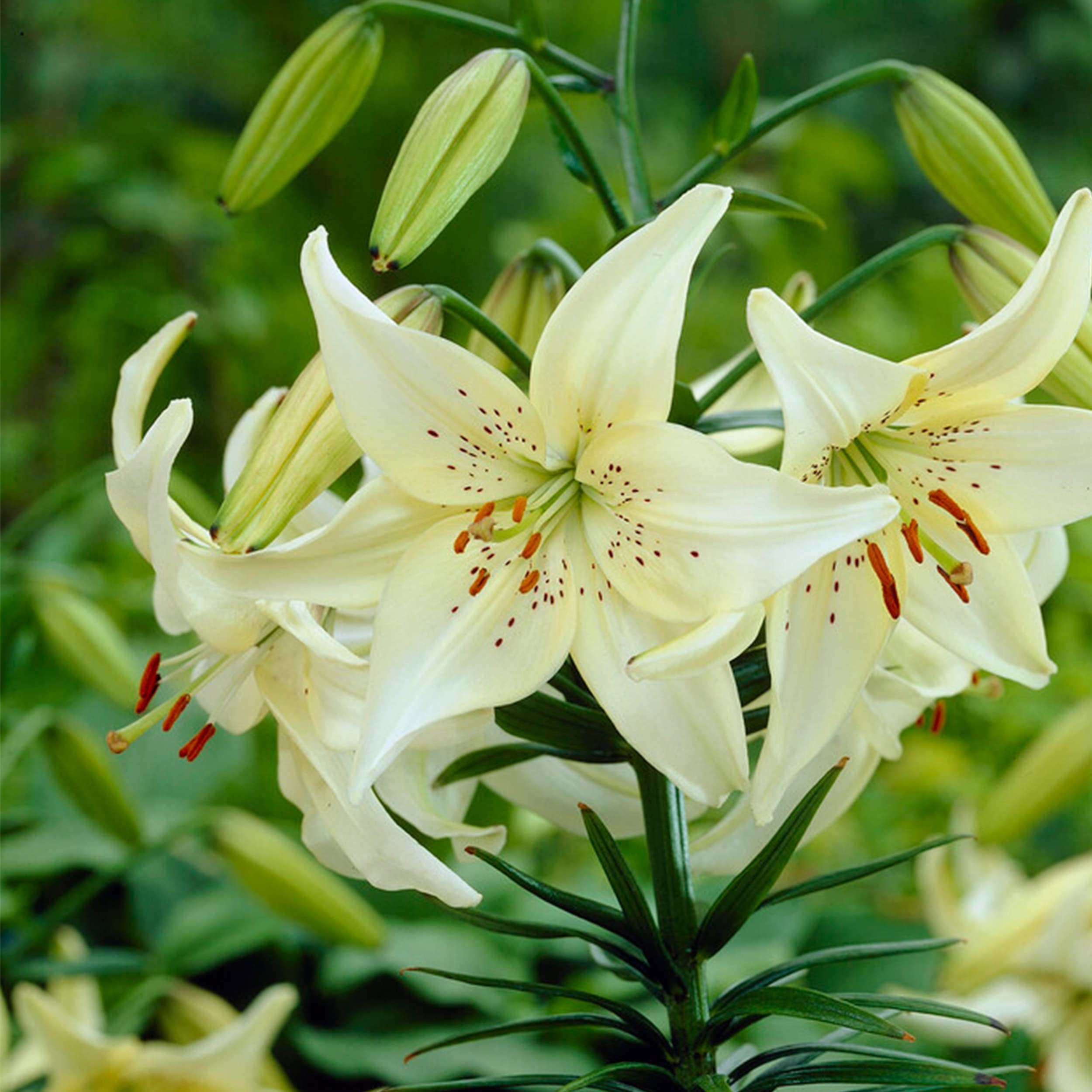 BULBU-BU 　あんず Amazon.com : Garden State Bulb Sweet Surrender White Asiatic Lily