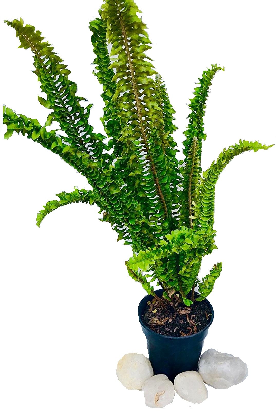 The Four Seasons Fern Nephrolepis Species Natural Live Plant in Pot (B077KYCHYY) Amazon Price History, Amazon Price Tracker