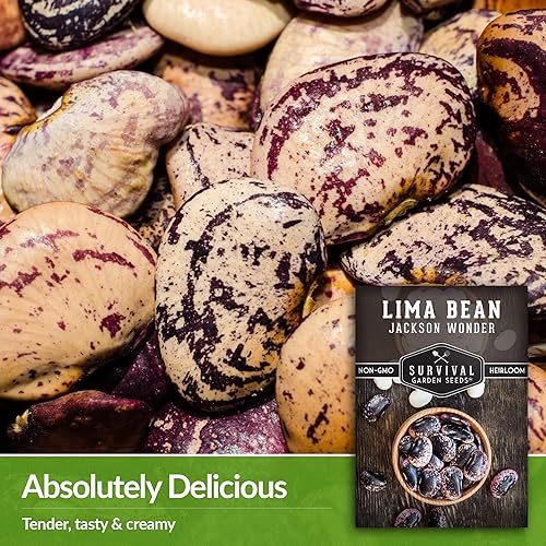 Miniatura 3 de Survival Garden Seeds - Jackson Wonder Lima Seed para plantar - Paquete con instrucciones para plantar y cultivar frijoles de mantequilla moteados