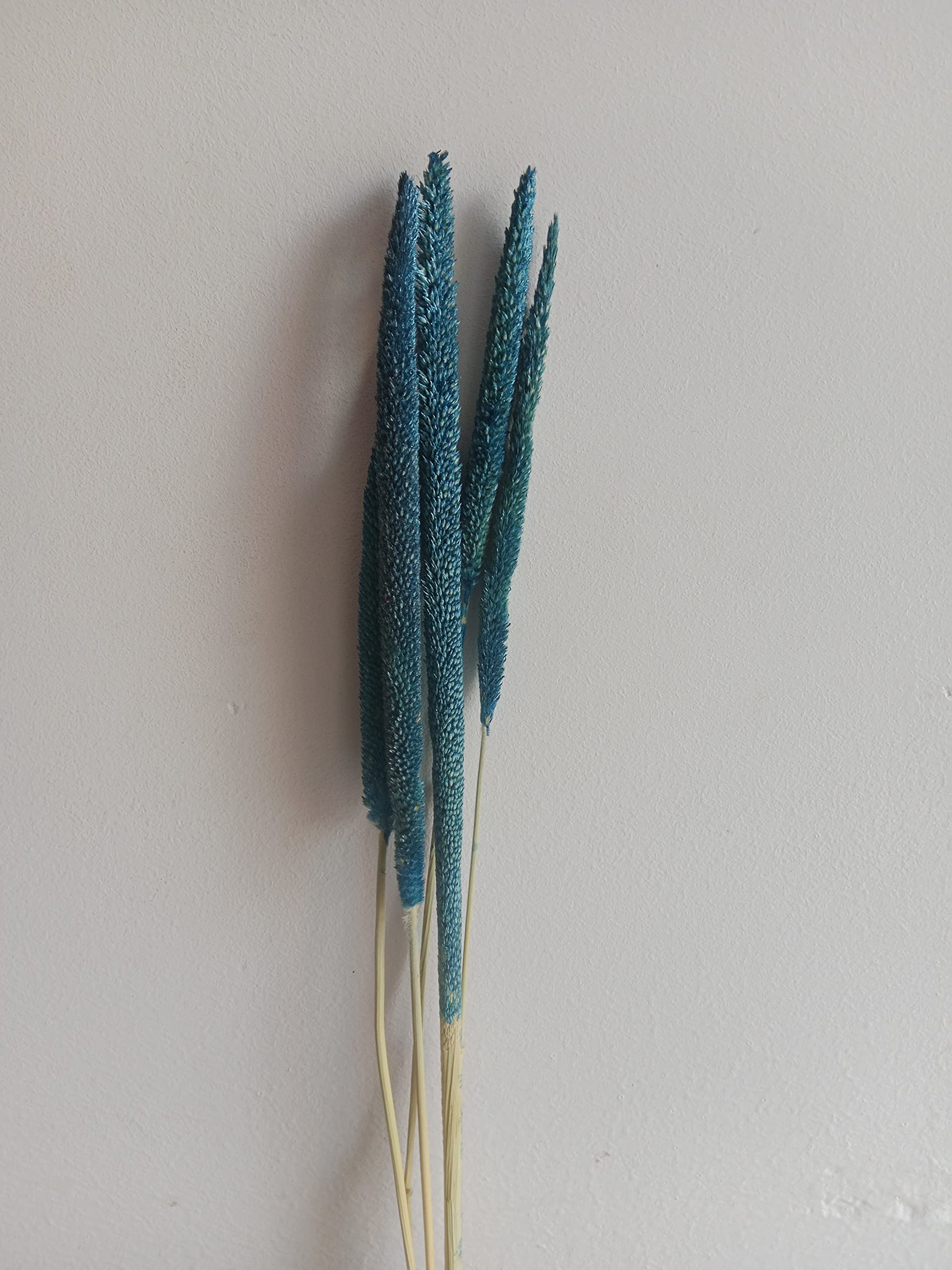 RUKDA Dried Blue Pearl Millet Flower Sheaves || Decoration Dried Flower Sheaves || Stalks Dried Flower Dry Grass Bouquet for Wedding table centerpieces Decoration, Home Decoration, Office Decoration, etc - 5pcs (B0BXJGSWW6) Amazon Price History, Amazon Price Tracker