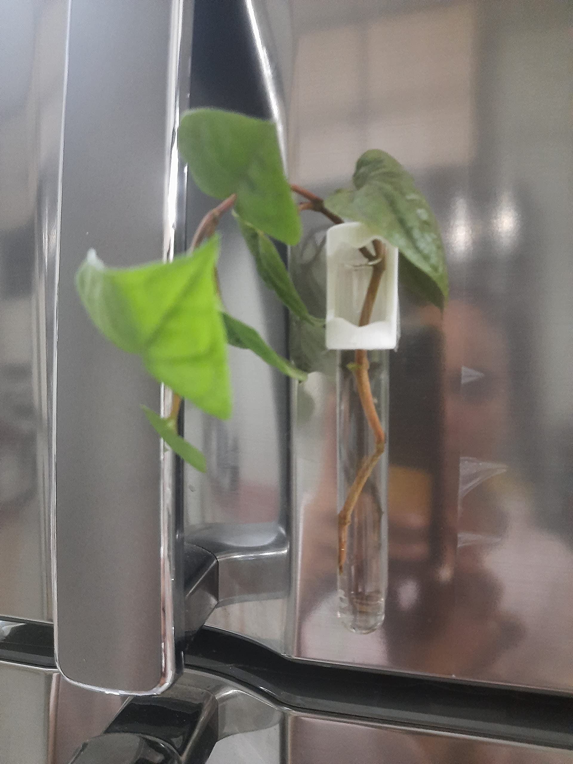 Surji Magnet Testube planters for Refrigerator, Table and Home Decor Set of 1