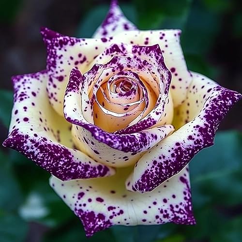 Miniatura 3 de Más de 150 semillas de rosas raras para plantar - Semillas de rosas reliquia, arbustos de jardinería, arbusto enredadera trepadora de floración