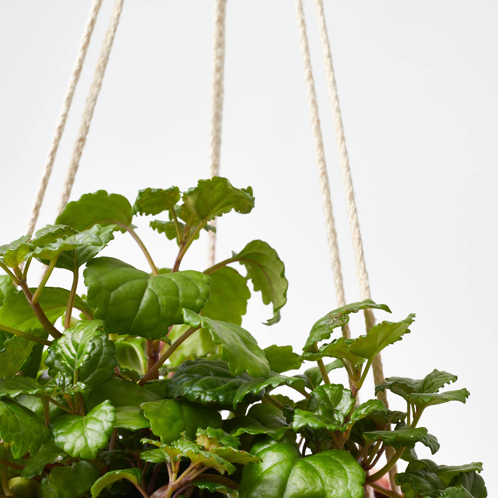Verdecora Pack Plantas Colgantes en maceta Ø13cm: Planta del Dinero, Potho y Helecho | Set de Plantas Decorativas y Fáciles de Cuidar | Ideal para Hogar u Oficina