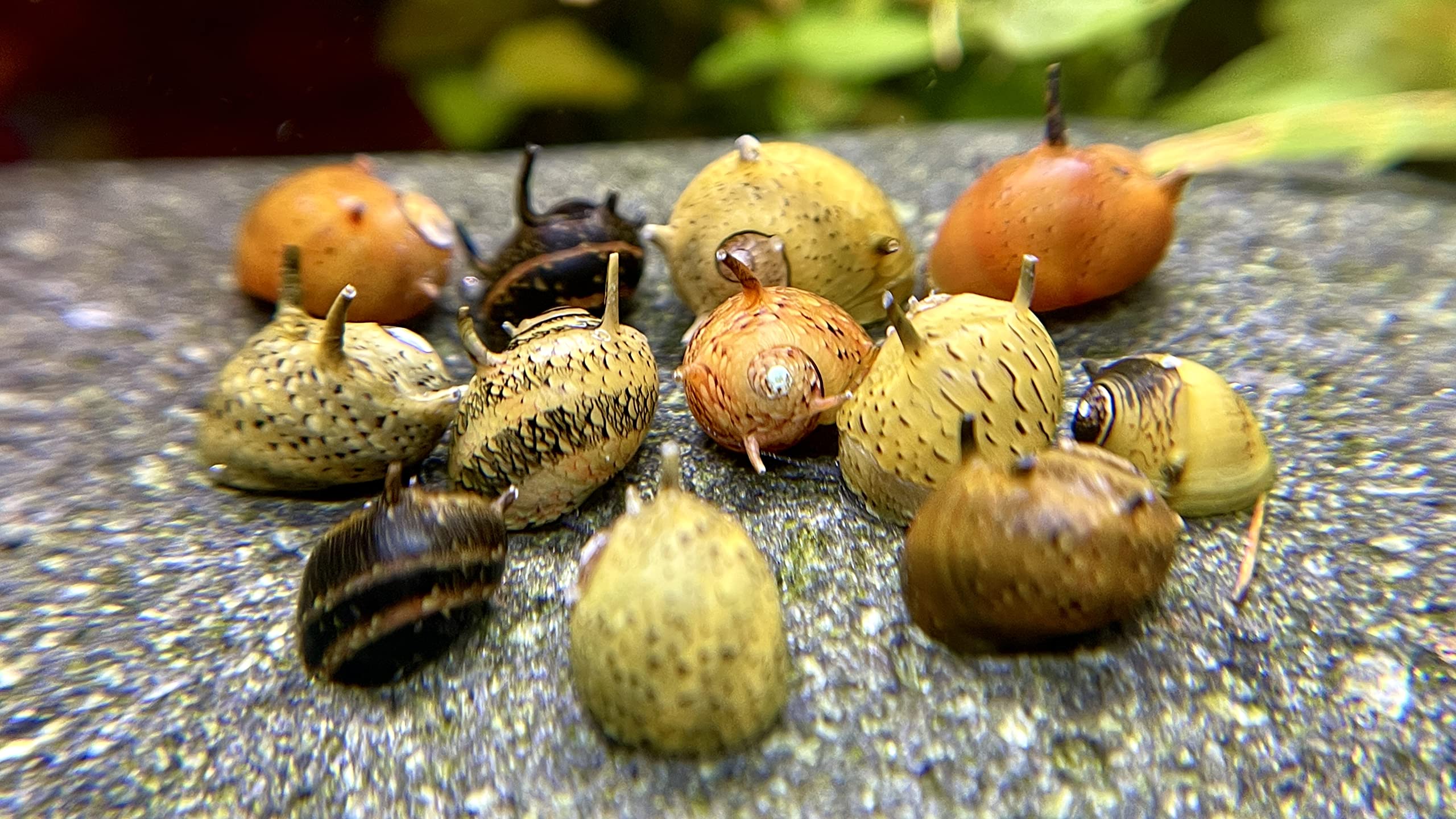 Geweihschnecke - Clithon, Aquarium Schnecke, Algen Vernichter, Bunte Geweih Schnecke