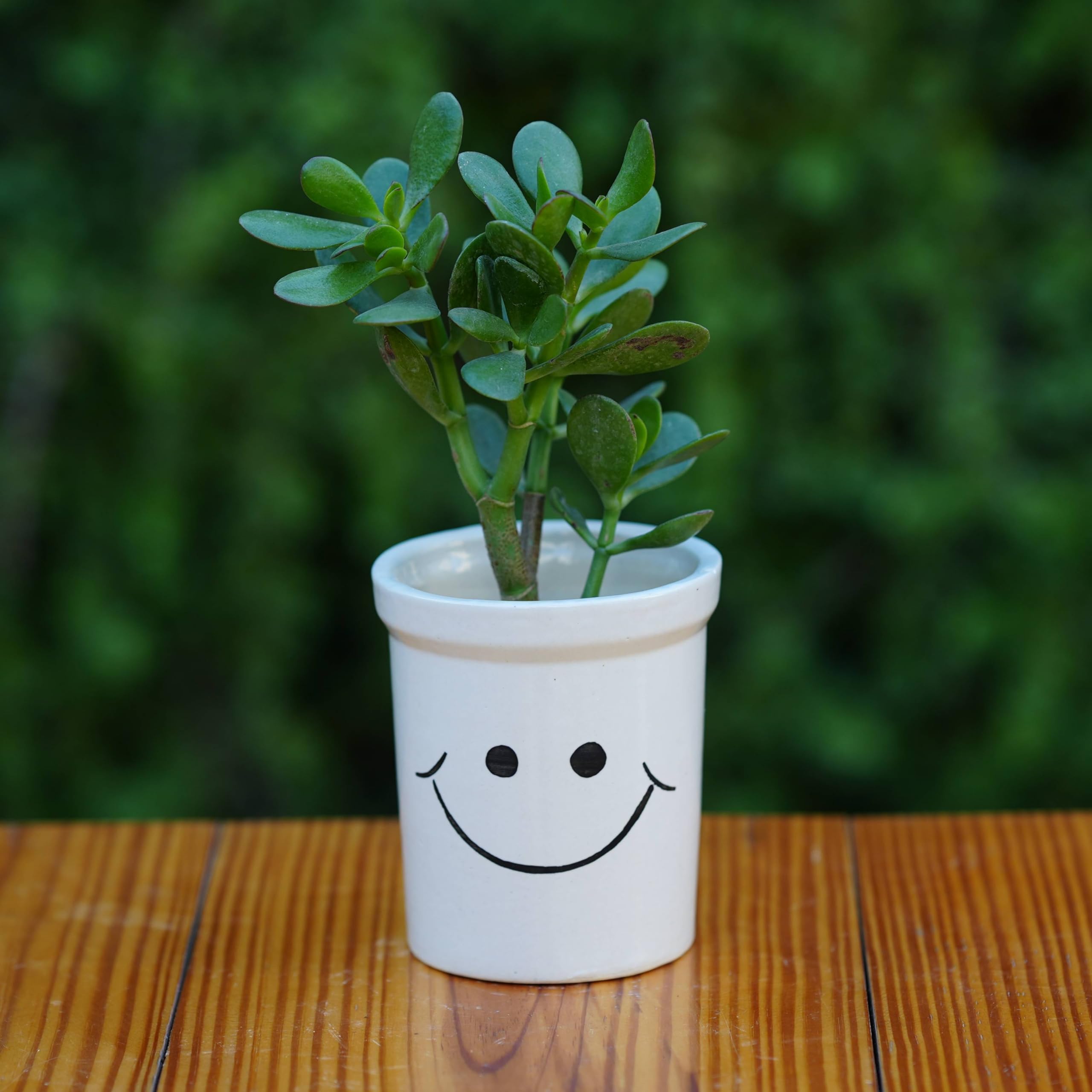 See full amazon price history chart for Plantlane Cheerful Smiley Face Ceramic Planter for Plants/Table Top Pot/Indoor Pot (Medium) Plantlane Cheerful Smiley Face Ceramic Planter for Plants/Table Top Pot/Indoor Pot (Medium) (B0CZS2T4CJ) Amazon Price History, Amazon Price Tracker