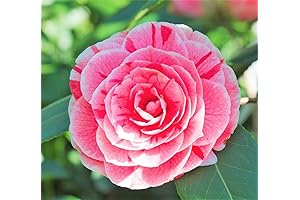 Dad's Exquisite Pink Camellia: A Breathtaking Botanical Beauty for Your Garden's Allure